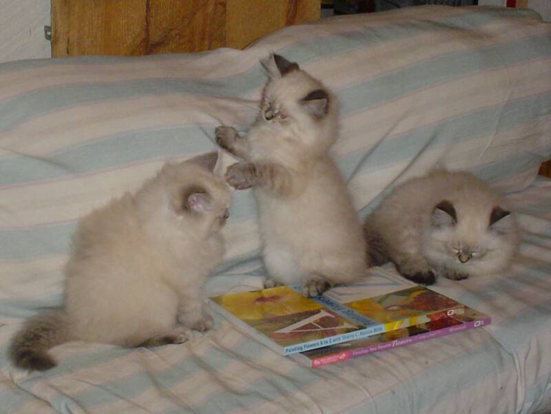 Doll face deals himalayan kittens