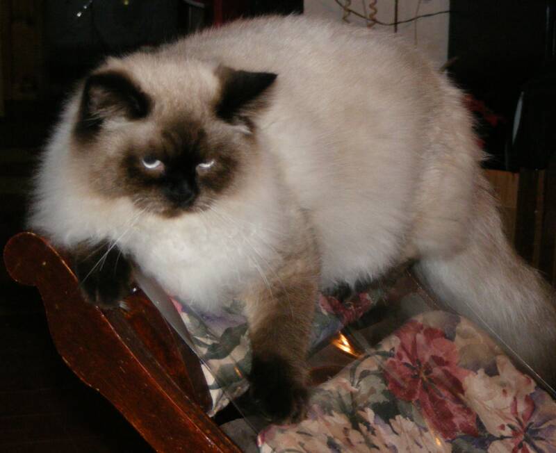 doll face himalayan cat